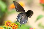 Pipevine Swallowtail Butterfly