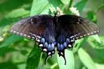 Spicebush Swallowtail Butterfly