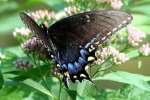 Spicebush Swallowtail Butterfly