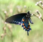 Pipevine Swallowtail Butterfly