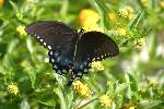 Spicebush Swallowtail Butterfly