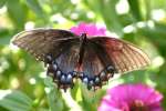 Black Swallowtail Butterfly