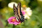 Eastern Tiger Swallowtail Butterfly