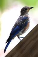 Eastern Bluebird Juvenile
