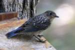 Eastern Bluebird Juvenile