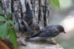 Eastern Bluebird Juvenile