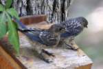 Eastern Bluebird Juvenile