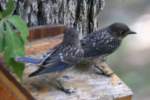 Eastern Bluebird Juvenile