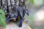 Eastern Bluebird Juvenile