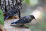 Eastern Bluebird Juvenile