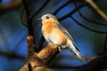 Eastern Bluebird 