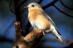 Eastern Bluebird 