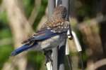 Eastern Bluebird 