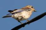 Eastern Bluebird 