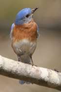 Eastern Bluebird 