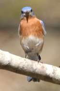 Eastern Bluebird 