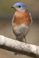 Eastern Bluebird 