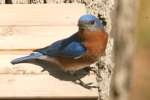 Eastern Bluebird 