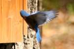 Eastern Bluebird 