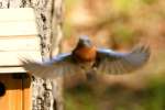 Eastern Bluebird 