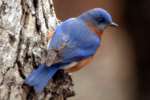 Eastern Bluebird 