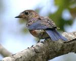 Eastern Bluebird