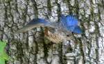 Eastern Bluebird