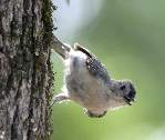 Eastern Bluebird