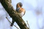 Eastern Bluebird 