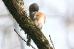 Eastern Bluebird 