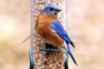 Eastern Bluebird 