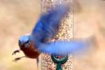 Eastern Bluebird 