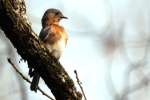 Eastern Bluebird 