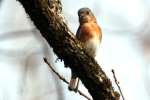 Eastern Bluebird 