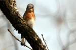 Eastern Bluebird 