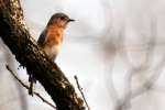 Eastern Bluebird 