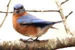 Eastern Bluebird 