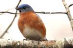 Eastern Bluebird 