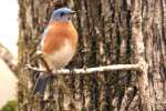 Eastern Bluebird 