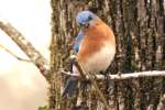 Eastern Bluebird 