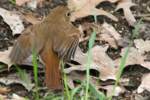 Hermit Thrush