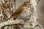 Hermit Thrush