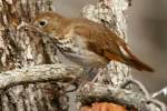 Hermit Thrush