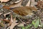 Hermit Thrush