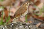 Hermit Thrush