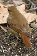 Hermit Thrush