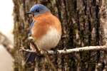 Eastern Bluebird 