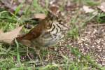 Hermit Thrush