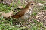 Hermit Thrush