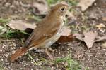 Hermit Thrush